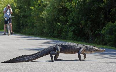 Everglades NP