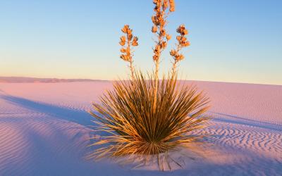 USA | White Sands NM