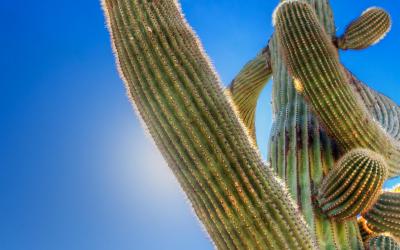 USA | Saguaro NP