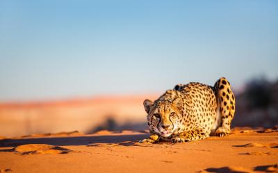 Namibie | Etosha NP - Gepard v dunách