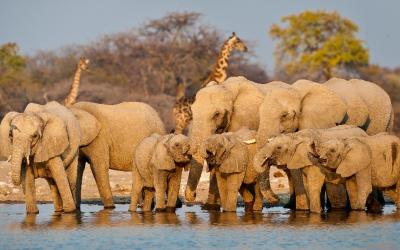 Etosha National Park