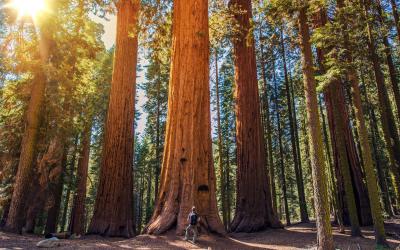 Yosemite NP - sekvoje v Mariposa Grove