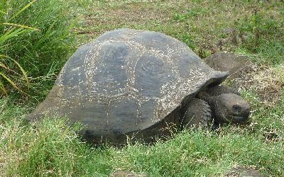 1280px-Gigantic_Turtle_on_the_Island_of_Santa_Cruz_in_the_Galapagos