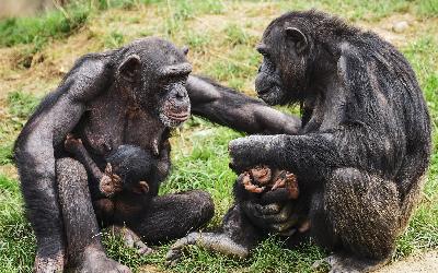 Chimpanzi
