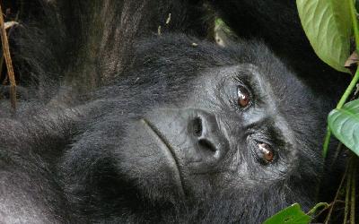 NP Bwindi 