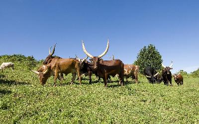 ankole-cows-2111168_1920