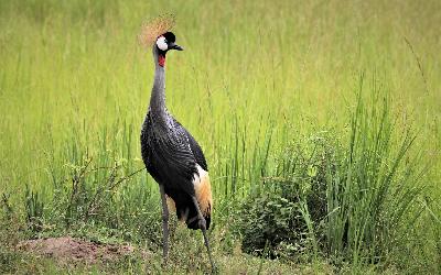east-african-crested-crane-4803696_1920