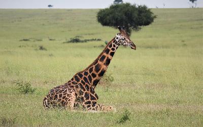 giraffe-4499694_1920