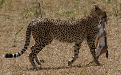 Masai Mara NP, lovec | Keňa