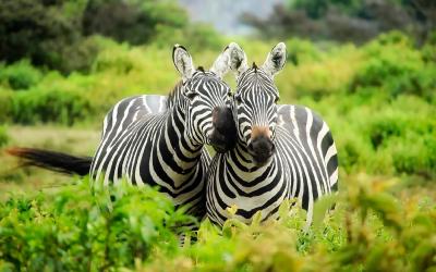 Zebry | Keňa