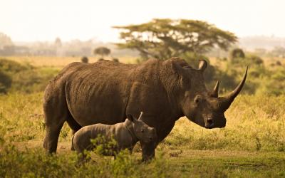 Lake Nakuru, nosorožec | Keňa