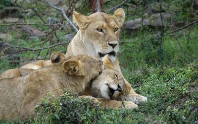 Masai Mara NP, lvice s lvíčaty | Keňa