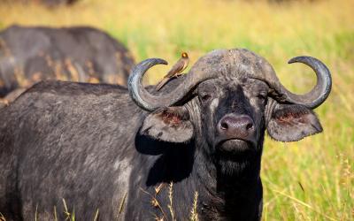 Masai Mara MP | Keňa