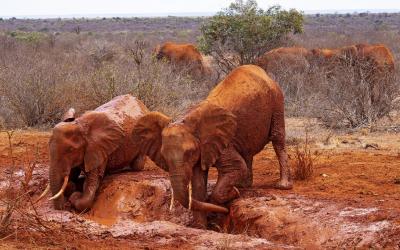 Tsavo NP, sloni | Keňa