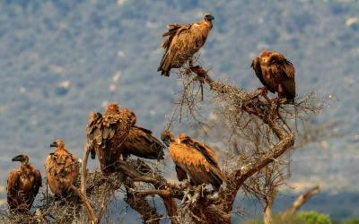 Tsavo NP, supi | Keňa