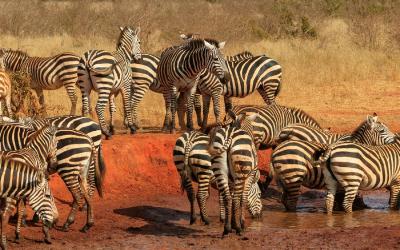 Tsavo NP, zebry | Keňa