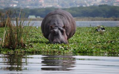 Lake Naivasha, hroch | Keňa