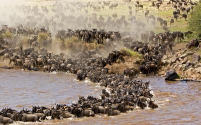 Masai Mara, velá migrace | Keňa