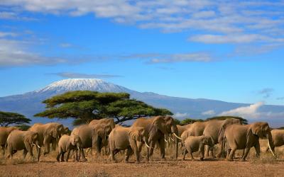 Tsavo NP, v pozadí Kilimandžáro
 | Keňa