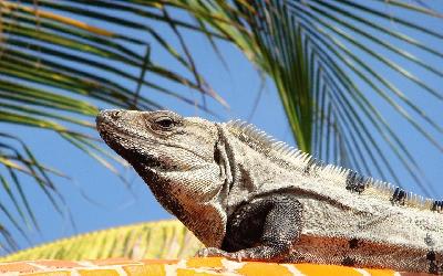 iguana-734079_1920