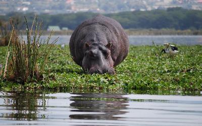 Lake Manyara - hroch