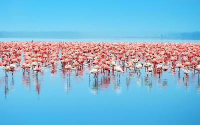 Lake Nakuru - plameňáci