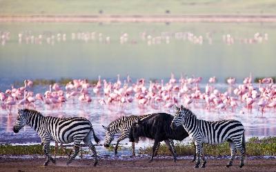 Ngorongoro - jezero Magadi