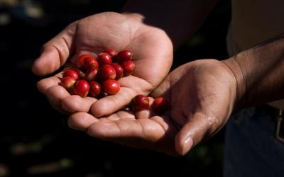 bigstock-Coffee-Beans-2638897