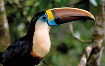 Red-billed Toucan