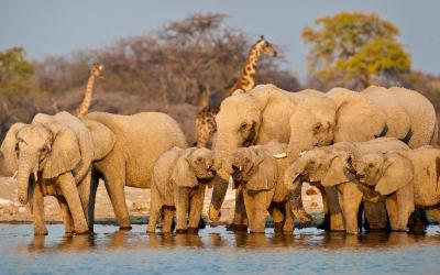 Botswana | Chobe NP