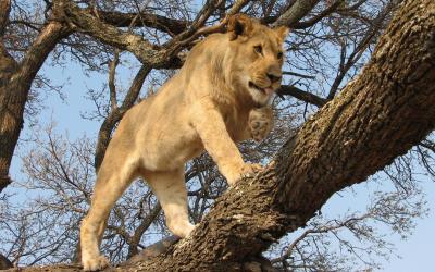 Zimbabwe | Hwange NP