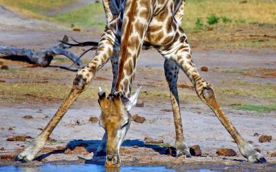 Zimbabwe | Hwange NP