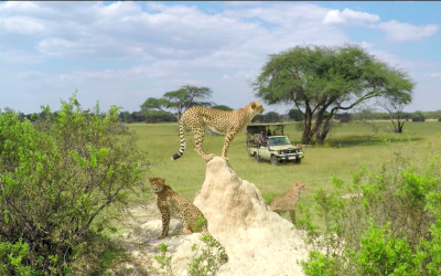 Zimbabwe | Hwange NP