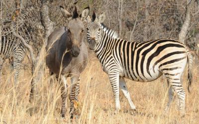 Zimbabwe | Hwange NP