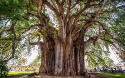 arbol del tule