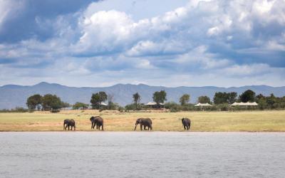 Zimbabwe | Elephants in front of Fothergill