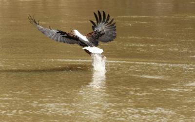 Zimbabwe | Matusadona NP - Fish Eagle