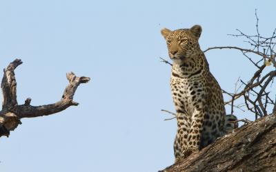Zimbabwe | Matusadona NP - Leopard