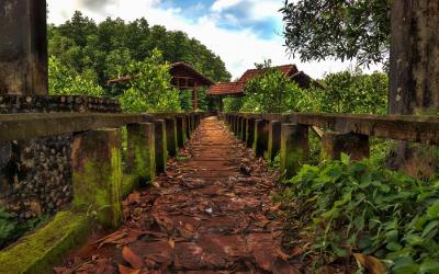 mangrovy ko chang