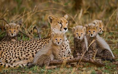 Tanzánie | Serengeti - gepardi