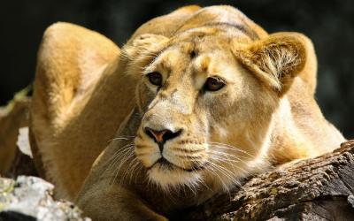 Samburu