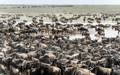 Pakoně v Amboseli