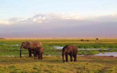 NP Amboseli