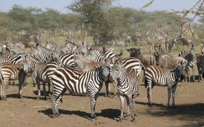 Masai Mara - zebry stepní