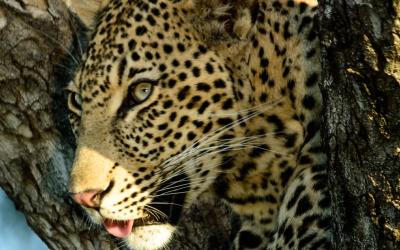 Samburu