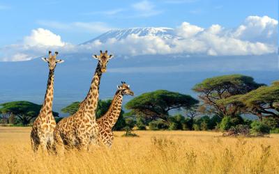 Amboseli