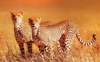 Masai Mara