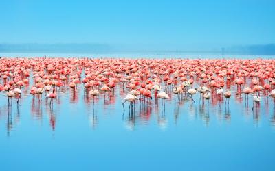 Lake Nakuru
