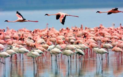 Lake Nakuru