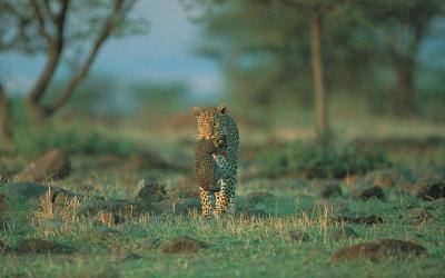 Samburu
